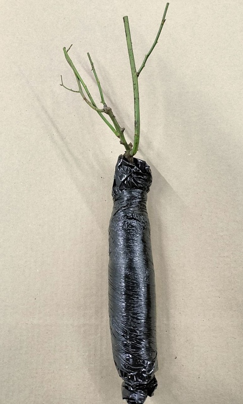 Роза английская кустовая Абрахам Дерби